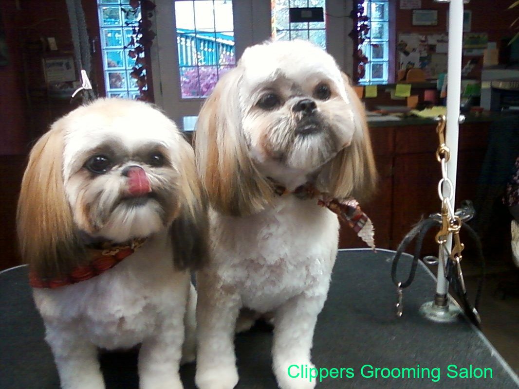 Clipper Ship Pet Grooming